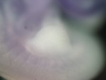 EMAGE:24779