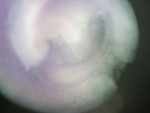 EMAGE:24801