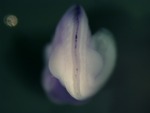 EMAGE:24807
