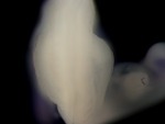EMAGE:24807