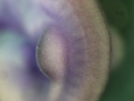 EMAGE:24870