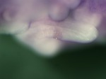EMAGE:24873