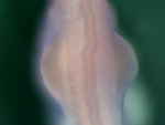 EMAGE:24905