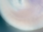 EMAGE:24905