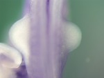 EMAGE:25015
