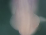 EMAGE:25015