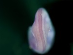 EMAGE:25052