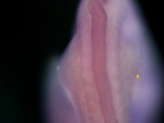 EMAGE:25052