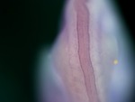 EMAGE:25052