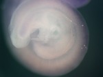 EMAGE:25052