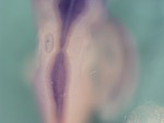 EMAGE:25052