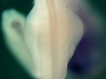 EMAGE:25105
