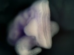 EMAGE:25109
