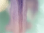 EMAGE:25139