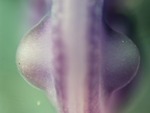 EMAGE:25228
