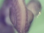 EMAGE:25247
