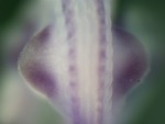 EMAGE:25298