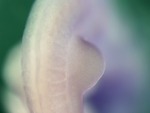 EMAGE:25306