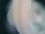 EMAGE:25402