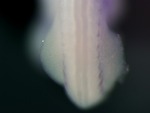 EMAGE:25422