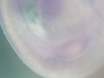 EMAGE:25443