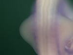 EMAGE:25547