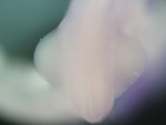 EMAGE:25690