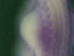 EMAGE:25735