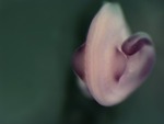 EMAGE:25744