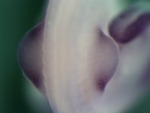 EMAGE:25744