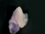 EMAGE:25758