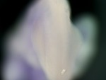 EMAGE:25758