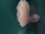 EMAGE:25792
