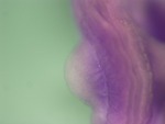 EMAGE:25883