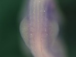 EMAGE:25924