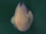 EMAGE:25939