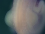 EMAGE:25939