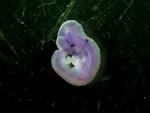 EMAGE:25964