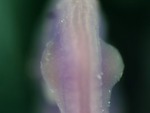 EMAGE:25964