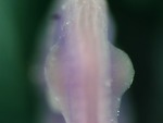 EMAGE:25964