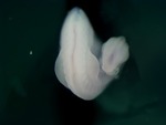 EMAGE:26038