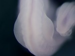EMAGE:26038