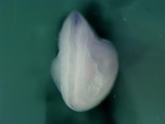 EMAGE:26043