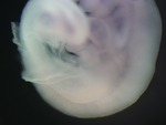 EMAGE:26059