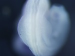 EMAGE:26074