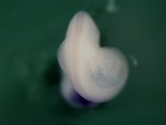 EMAGE:26084