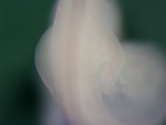 EMAGE:26084