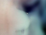 EMAGE:26204