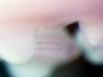 EMAGE:26204
