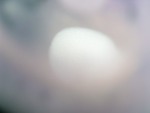 EMAGE:26239